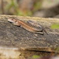 Viviparous or common lizard - r75745