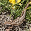 Viviparous or Common Lizard - r75825