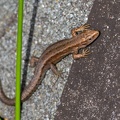 Viviparous or Common Lizard - r75780