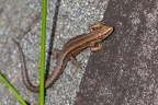 Viviparous or Common Lizard - r75780