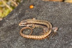 Viviparous or Common Lizard - r75796