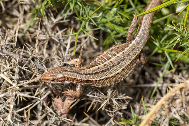 Viviparous or Common Lizard - r75829