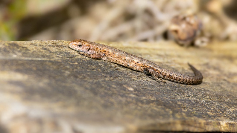 Viviparous or Common Lizard - r75834