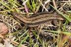 Viviparous or Common Lizard - r75861