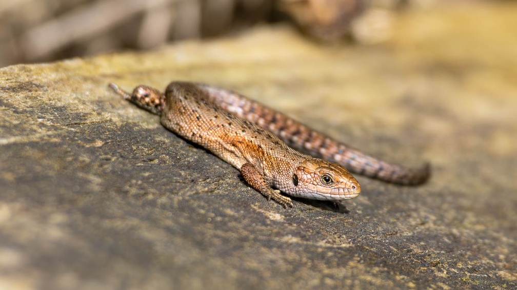 Viviparous or Common Lizard - r75856
