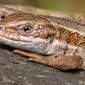 Viviparous Lizard Portrait - r7A5673