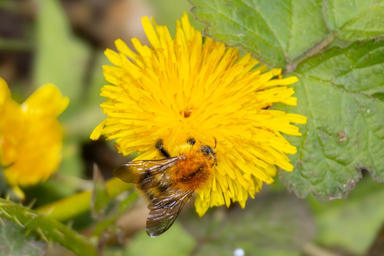 Carder Bee on Dandelion - r75887