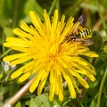 Gooden’s Nomad Bee on Dandelion - r75884