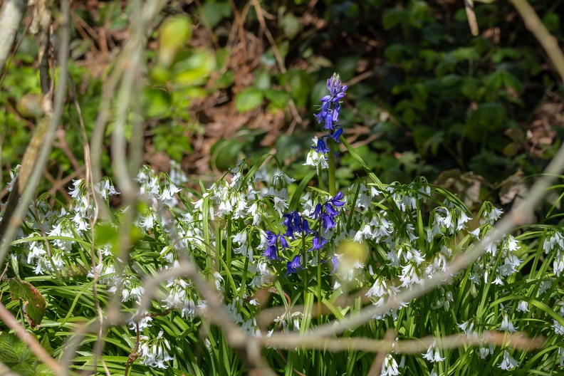 Three-cornered Leek and Bluebell Flowers - r75875