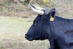 Cow Portrait - r75922