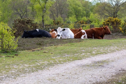 Heathland Cattle - r75917