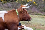 Cow Portrait - r75921