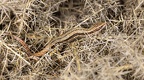 Common Lizard on Gorse - r75936