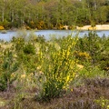 Flowering Broom in Landscape -2-r76042