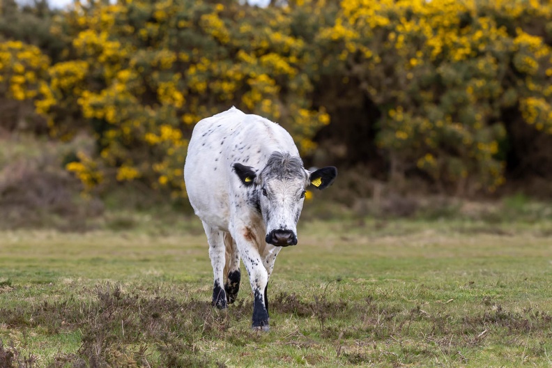 Cow and Gorse - r76051