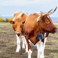 Heathland Cattle - r76055