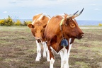 Heathland Cattle - r76055