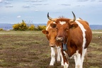 Heathland Cattle - r76054