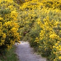 Gorse Blooming around Path - r76067