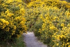 Gorse Blooming around Path - r76067