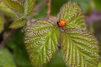 Ladybird on Bramble Leaf - r75943
