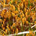 Moss Sporophytes - r76151
