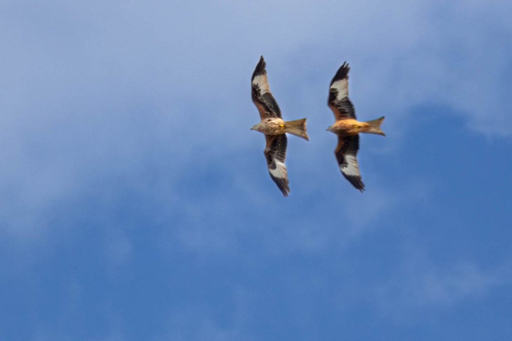 Red kites Formation Flying - r76033