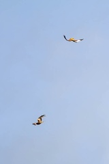 Red kites Acrobatic Flying - r76014