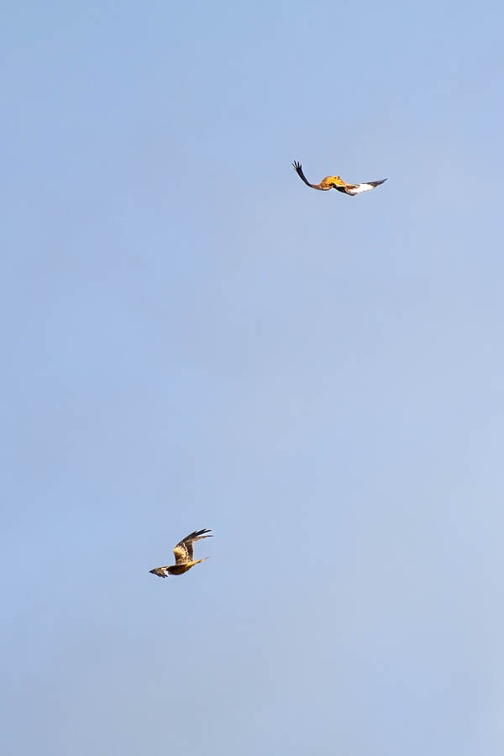 Red kites Acrobatic Flying - r76014