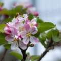 Apple Blossom - r76711
