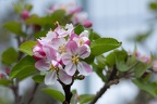 Apple Blossom - r76711