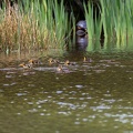 Mallard Duck and Ducklings - r76629