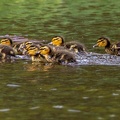 Ducklings - r76626-SR
