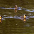Ducklings - r76587