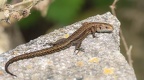 Common Lizard Basking - r76681