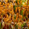 Moss Sporophytes - r76659