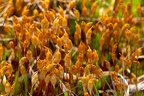 Moss Sporophytes - r76659