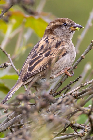 sparrow-g-r76704-SR.jpg
