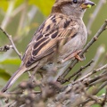 Female House Sparrow - r76704-SR