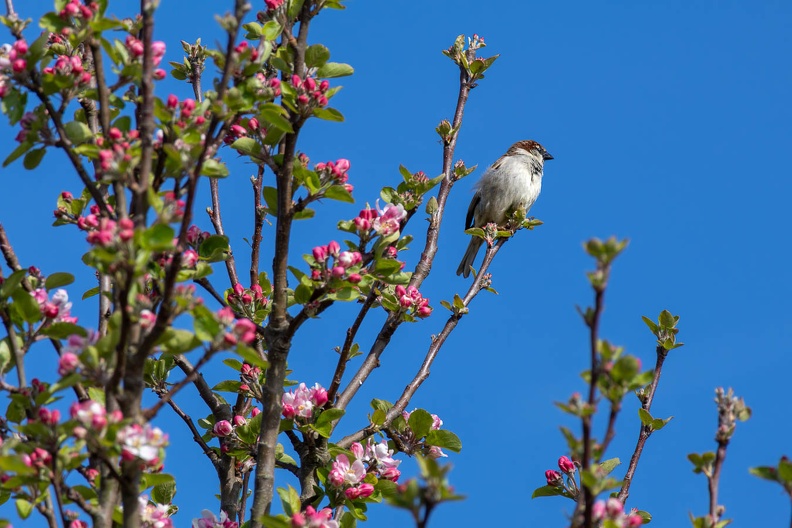 House Sparrow and Apple Blossom - r76503