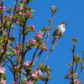House Sparrow and Apple Blossom - r76503