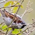 Male House Sparrow - r76692-SR