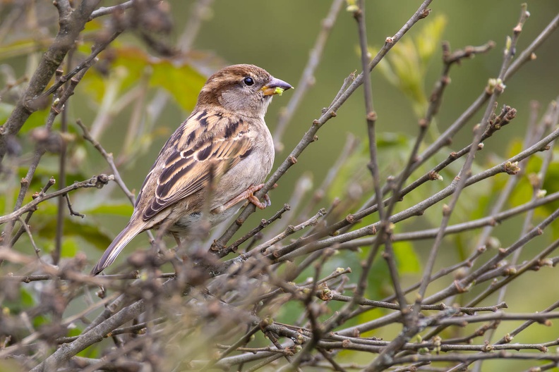 sparrow-g-r76704.jpg