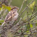 Female House Sparrow - r76704