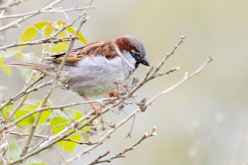 sparrow-g-r76694-SR.jpg