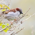 Male House Sparrow - r76694-SR
