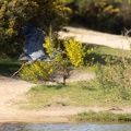 Grey Heron Flying - r76314