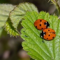 7 Spot Ladybirds - r76160
