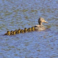 Mallard Duck and Ducklings - r76335