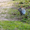 rabbit-g-r76494.jpg